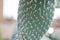 Cactus close-up. Needles on a cactus. Grows in the desert. Flat cactus. Exotic plant