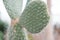 Cactus close-up. Needles on a cactus. Grows in the desert. Flat cactus. Exotic plant