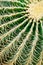 Cactus close-up. Succulent plant detail.