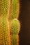 Cactus closeup 02