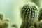 Cactus closeup