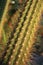 Cactus closeup