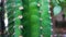 Cactus closeup in outside