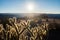 Cactus closeup in a sunny morning in Grand Canyon, USA