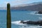 Cactus on the coast of Tenerife island, Atlantic ocean