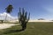 Cactus and Coconut palm tree - Genipabu dunes in Natal, RN, Brazil