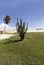 Cactus and Coconuts palm tree - Genipabu dunes in Natal, RN, Brazil