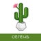 Cactus collection flat isolated vector of notocactus opuntia cereus mammillaria in pot homeolant