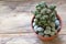Cactus collection, hobby concept. Cereus Forbesii Monster cactus. Free space for text