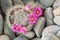 Cactus collection, hobby concept. Mammillaria cactus with red-pink flowers