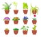 Cactus Collection of Plants Vector Illustration