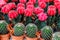 Cactus color red