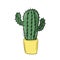 Cactus. Color vector illustration in cartoon style. Freehand drawing
