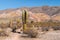 Cactus and colored rock, Salta Province,northwest Argentina