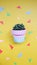 Cactus On A Colourful Pot