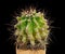 Cactus Copiapoa Cinerea Ssp. Dealbata Latin Name, Birthplace of Chile, Fourteen Years Old. Can Serve as A Decoration for Any