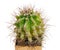 Cactus Copiapoa Cinerea Ssp. Dealbata Latin Name, Birthplace of Chile, Fourteen Years Old. Can Serve as A Decoration for Any