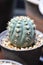 Cactus, Coryphantha  or Coryphantha Elephantidens or cactus or succulent