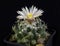 Cactus Coryphantha maiz-tablasensis Blooming, Isolated On Black