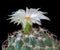The cactus coryphantha with white flower, close up