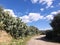 Cactus countryside road farm route