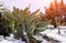 Cactus covered in snow after snow storm North Scottsdale Arizona desert