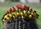 Cactus crown of fruit and flowers