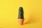 Cactus cucumber in pot on yellow background