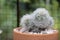 Cactus cultivated in a plant pot as a hobby.Cactus breeding to sell in the market for potted plants