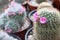 Cactus cultivated in a plant pot as a hobby.Cactus breeding to sell in the market for potted plants