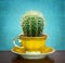 Cactus in cup