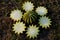 The cactus, cut with a knife into rings, creates star shapes stacked into various compositions. The yellow cell is full of water a