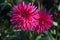 Cactus Dahlia Ambition, striking pink flowers