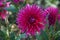 Cactus Dahlia Ambition, striking pink flowers