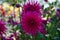 Cactus Dahlia Ambition, striking pink flowers