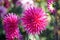 Cactus Dahlia Ambition, striking pink flowers