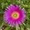 Cactus dark pink flower closeup