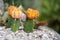 Cactus decorated in flower pot