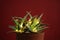 Cactus decorated with glowing fairy lights on red background, closeup