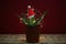 Cactus decorated with glowing fairy lights and santa hat on wooden table against red background