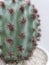 Cactus for decoration, texturing,  green, pretty