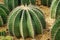 Cactus desert background