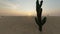 Cactus desert Beautiful Scenic wild nature landscape view Tropical travel. Sunset scene 3d