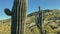 Cactus in the desert. Big beautiful Saguaro