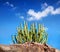 Cactus in the desert at blue sky
