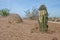 A cactus in a desert garden in Arizona