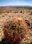 Cactus in the desert of Las Vegas