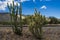 Cactus on a desert in Mexico