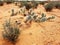 Cactus in desert, Navajo, Arizona