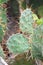 Cactus in Desert thorns